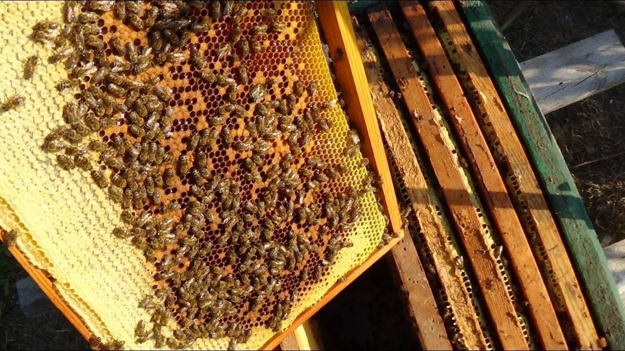 Подготовка пчелиных семей к главному взятку [1948 фольц а.в. - доходная пасека]