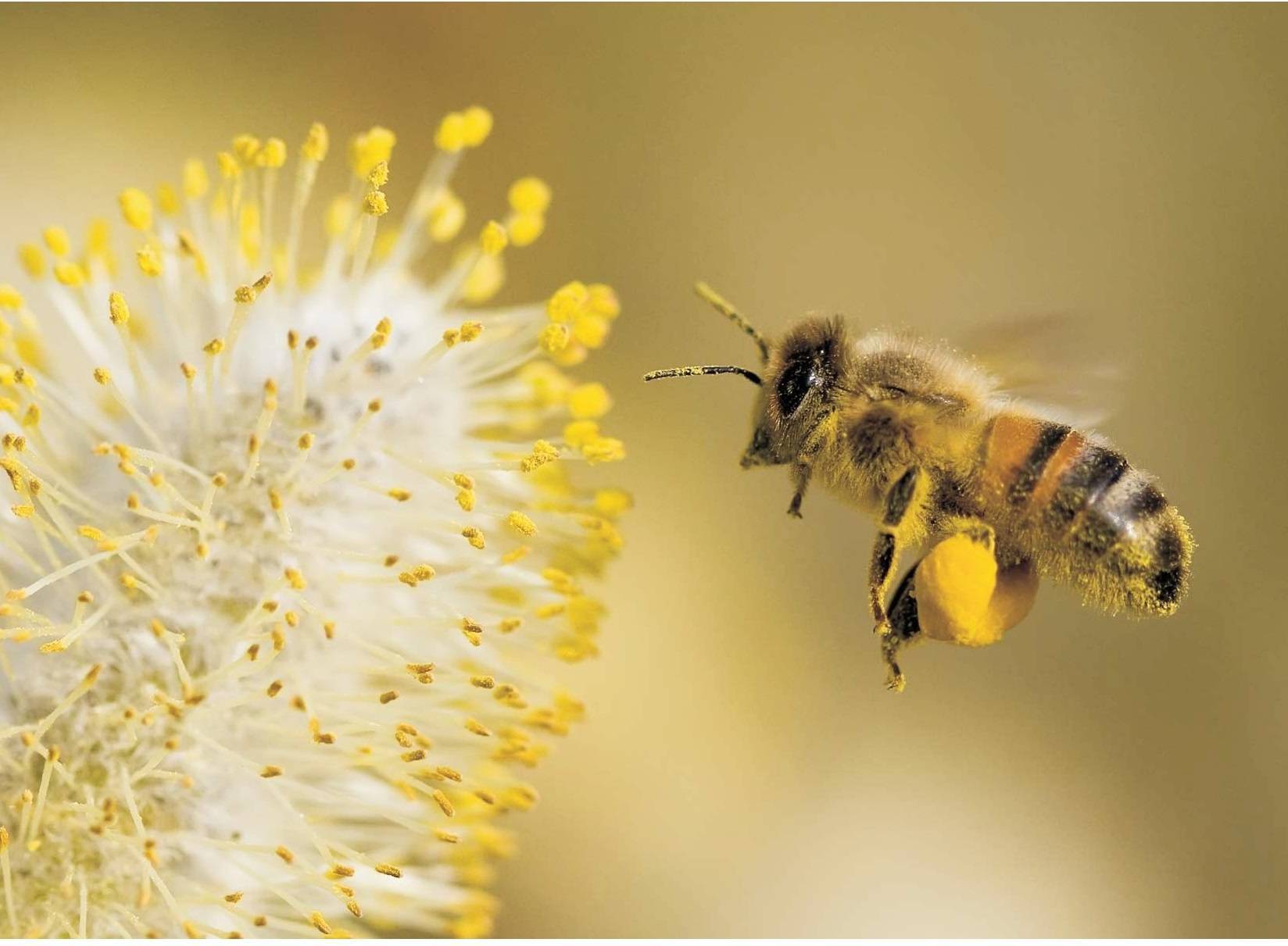 Что опыляют пчелы: какие растения(кукурузу, клен, тополь, шиповник, пшеницу, землянику, березу)