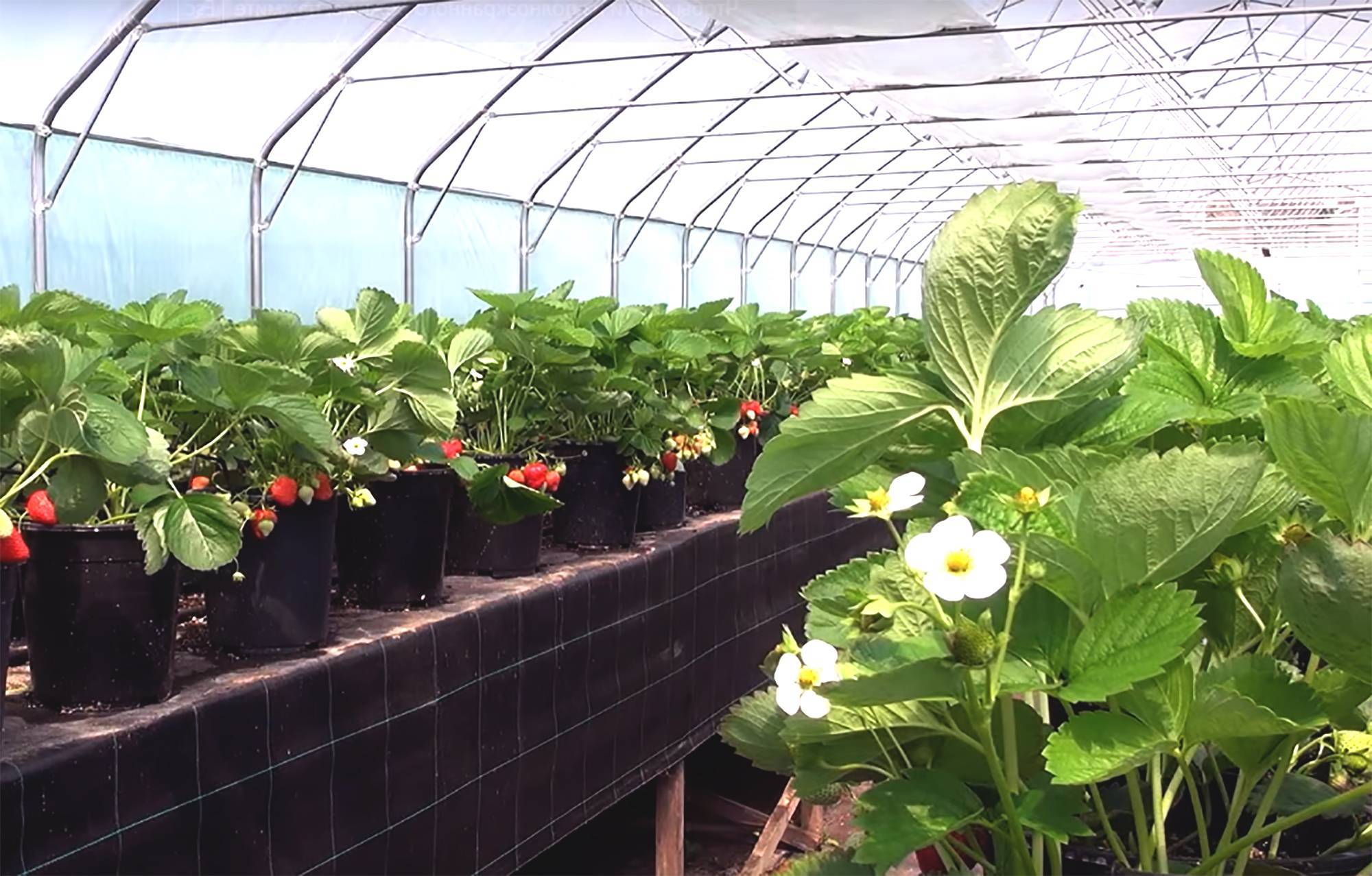 Выращивание клубники в теплице круглый год: технология и отзывы