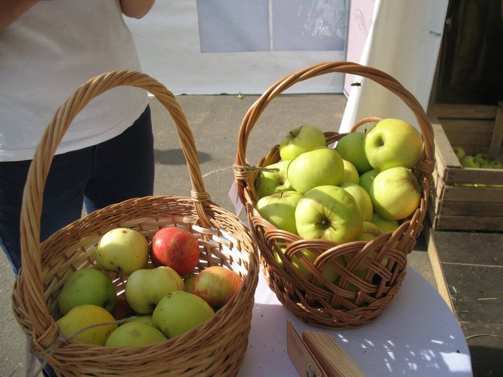 Иван бунин  «антоновские яблоки»