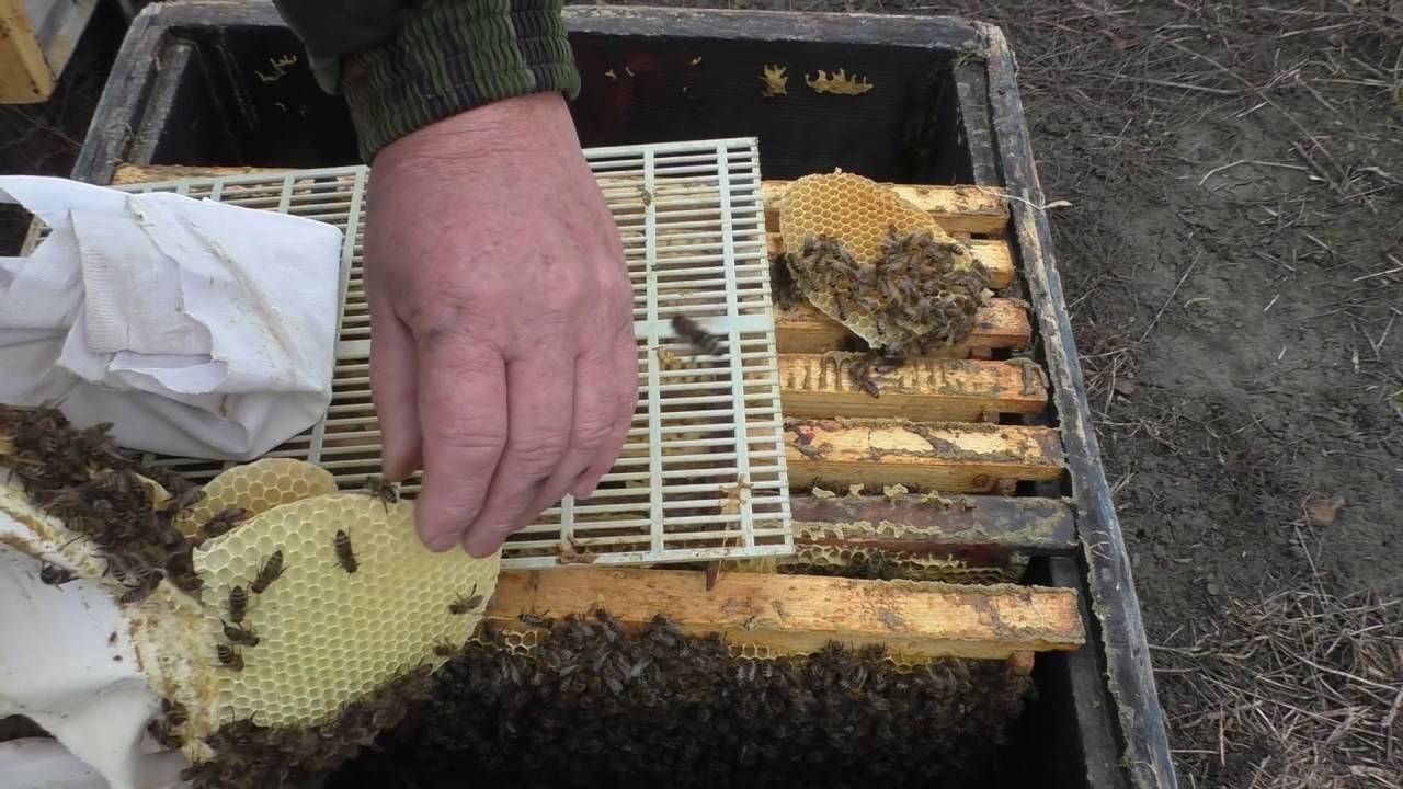 Объединение пчелиных семей осенью перед зимовкой |