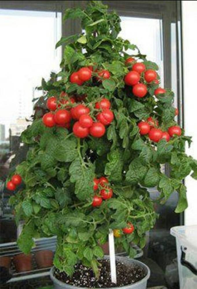 Как выращивать томаты черри на подоконнике, чтобы собрать урожай к новому году