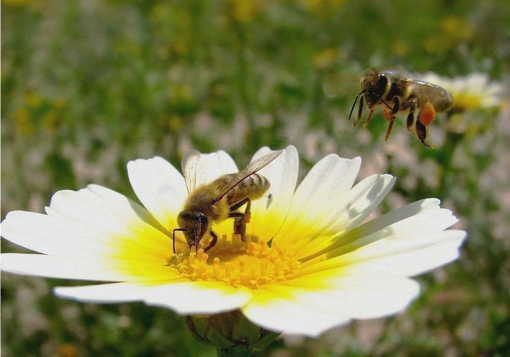 Читать книгу пчеловодство: первые шаги к прибыльному хозяйству василия королева : онлайн чтение - страница 48