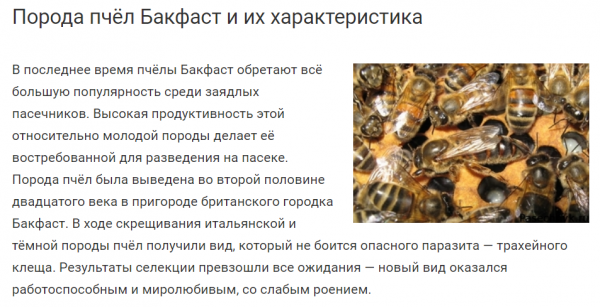 Среднерусская пчела: вид и характеристики, преимущества и особенности