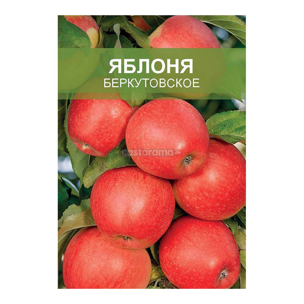 Сорт яблок беркутовское фото и описание