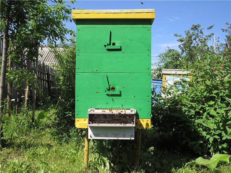 Виды и типы ульев для пчел: описание, фото и видео
