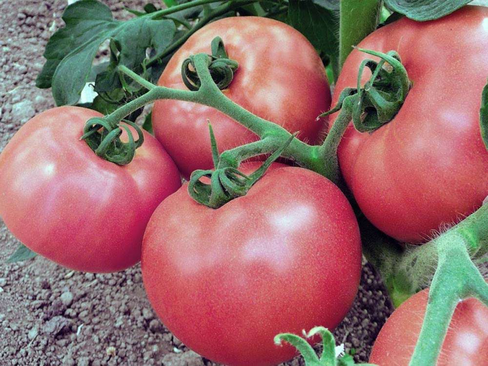 «розовые щечки» – помидоры, способные очаровать самого требовательного садовода