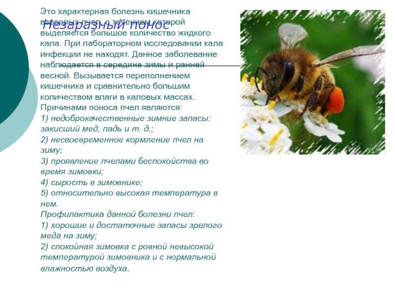 Породы пчел и их характеристика: фото, названия и разновидности