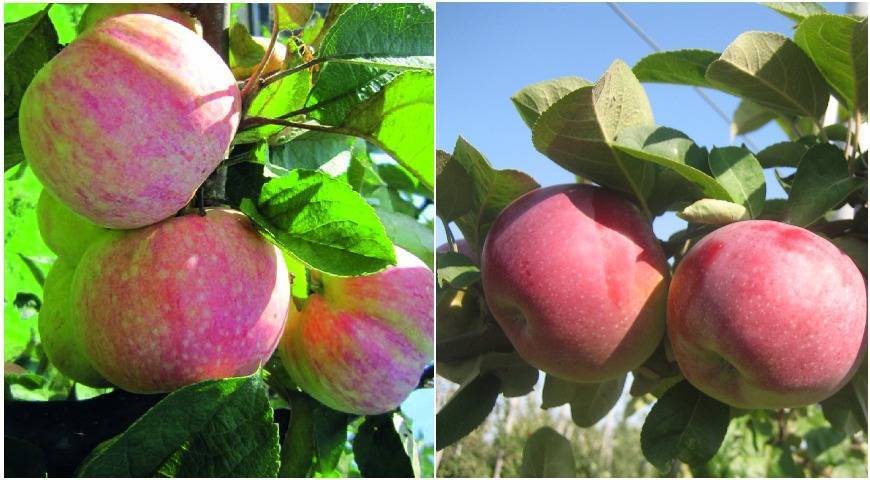 Сорта яблок: рейтинг самых вкусных сортов с названием и описанием, фото, зимние и летние, поздние, характеристика ранних сортов