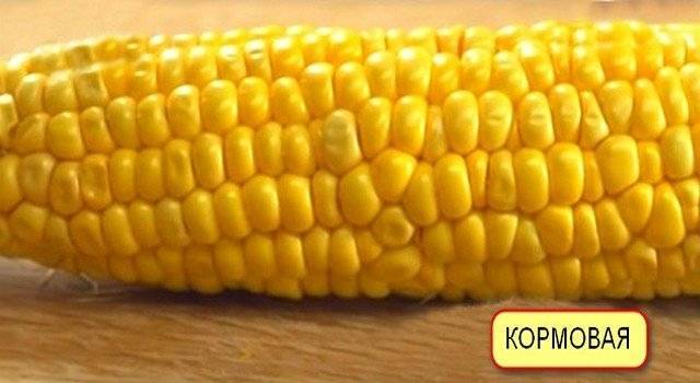 Фуражная кукуруза – что это такое?