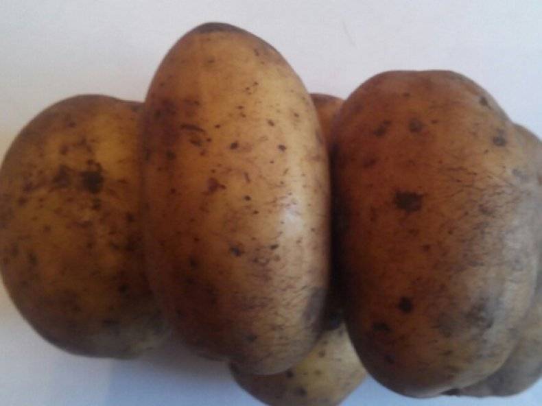 Сорт картофеля королева анна: характеристика и описание картошки, пошаговая инструкция по выращиванию и схема посадки, а также фото клубней