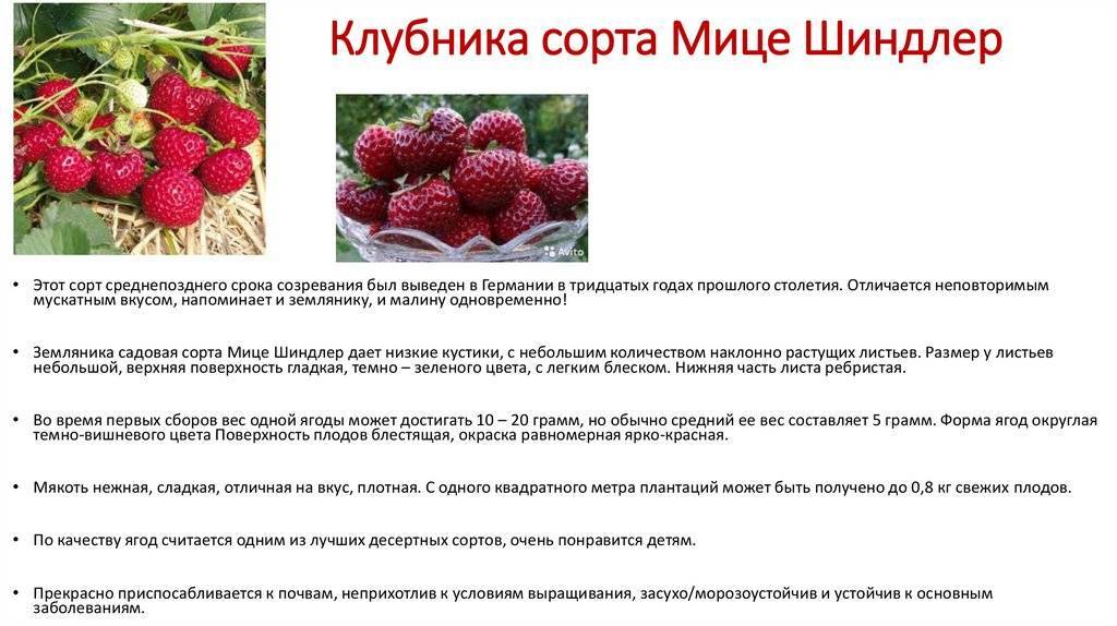 ᐉ клубника флер описание сорта фото отзывы садоводов - zooshop-76.ru