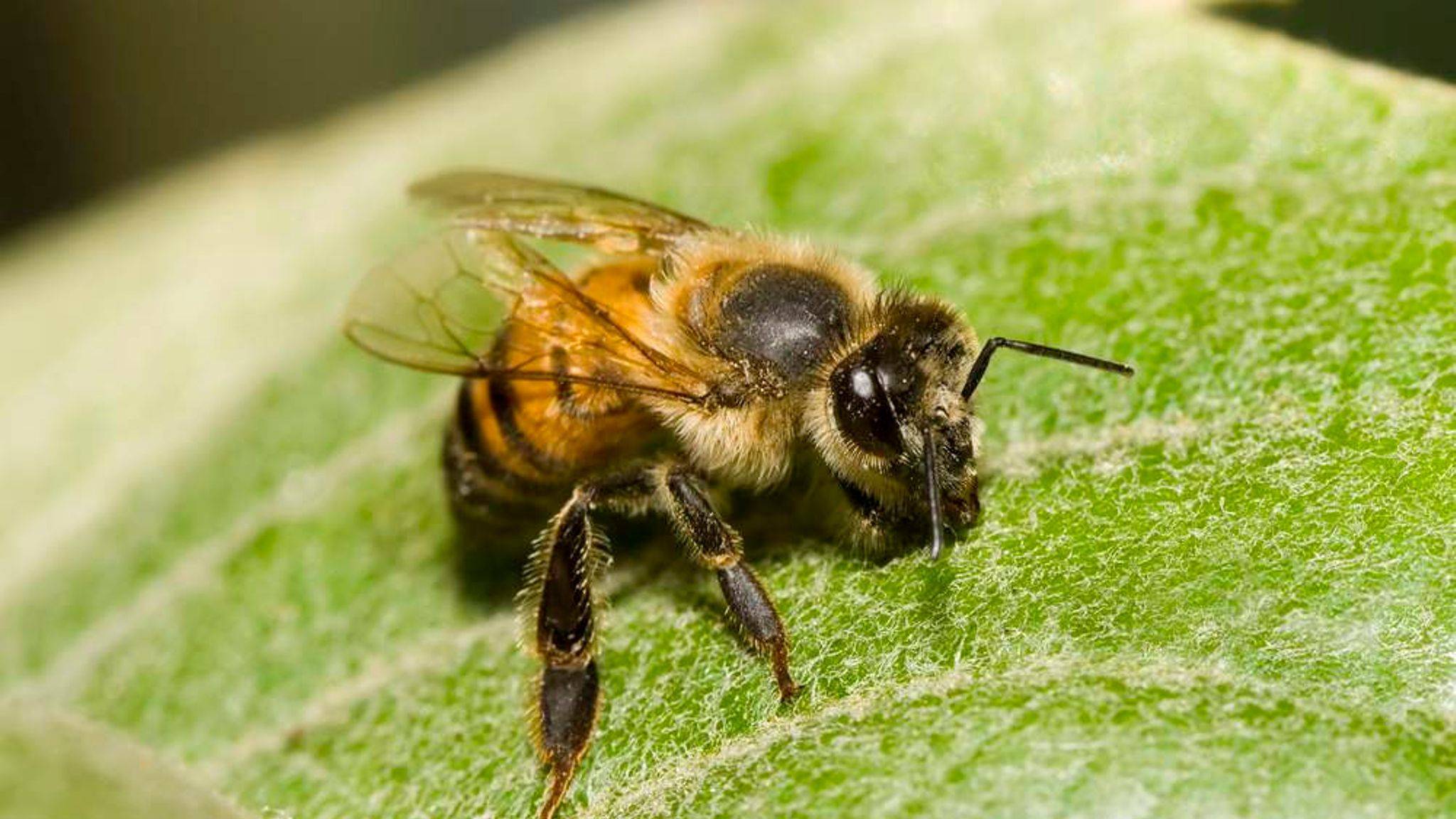Африканизированная пчела - africanized bee