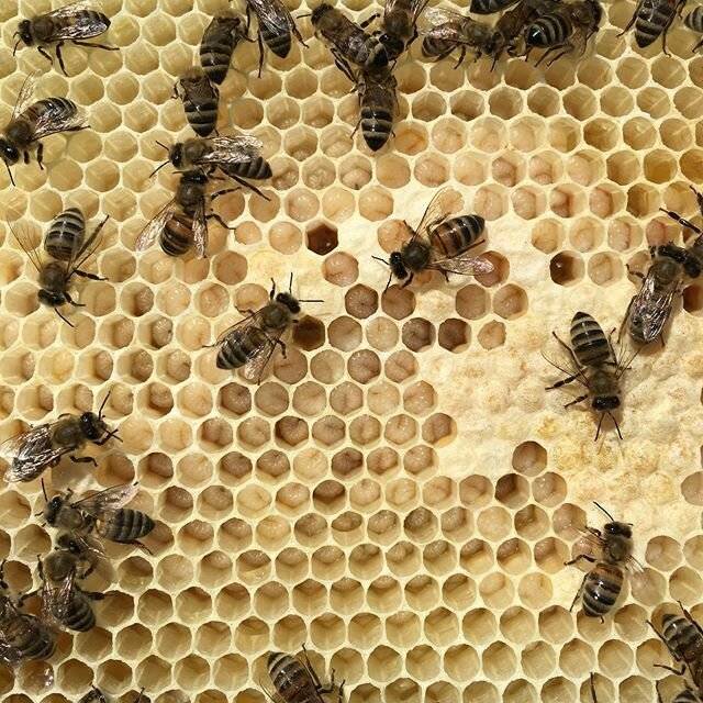 Личинки пчел: как называются, строение и стадии развития, применение