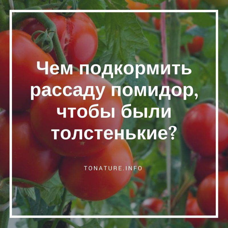 Сколько созревают томаты