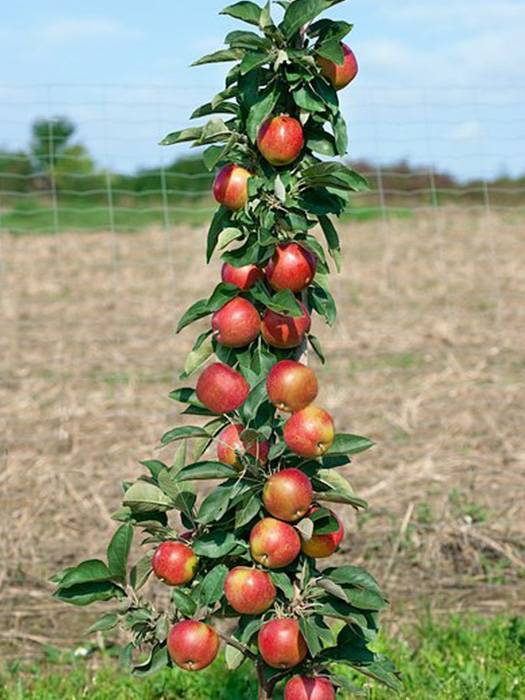 Один из самых популярных и урожайных сортов — колоновидная яблоня «останкино»