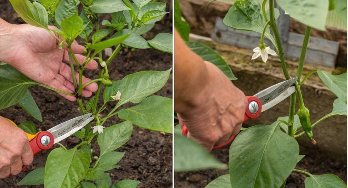 Выращивание перца в открытом грунте и теплицах – советы опытных садоводов