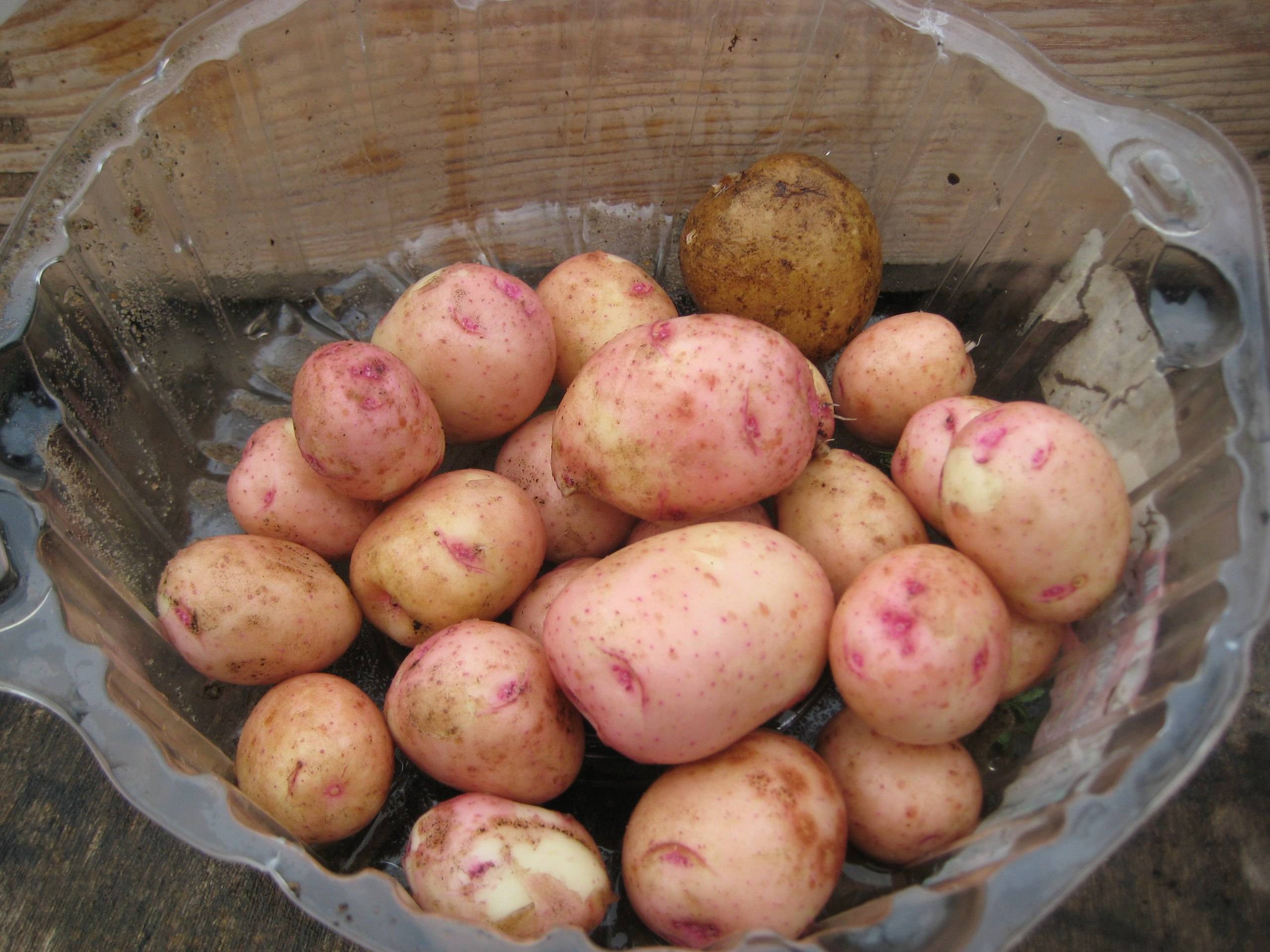 Сорт картофеля жуковский — характеристики и свойства