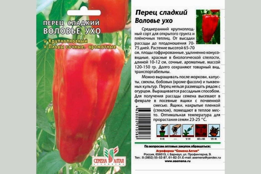 Описание болгарского перца сорта Воловье ухо и выращивание рассадным способом