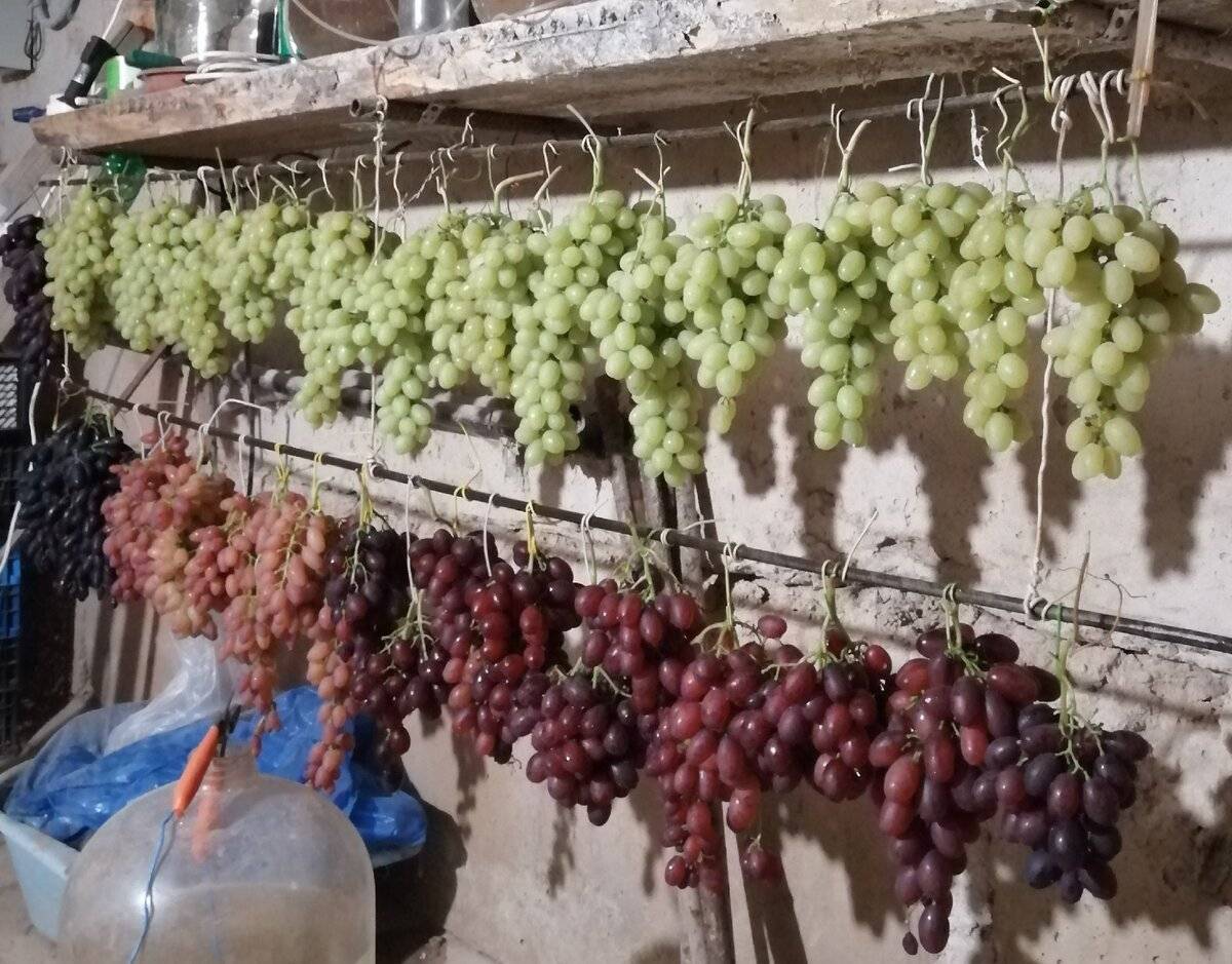 Как хранить виноград в домашних условиях, в погребе, холодильнике