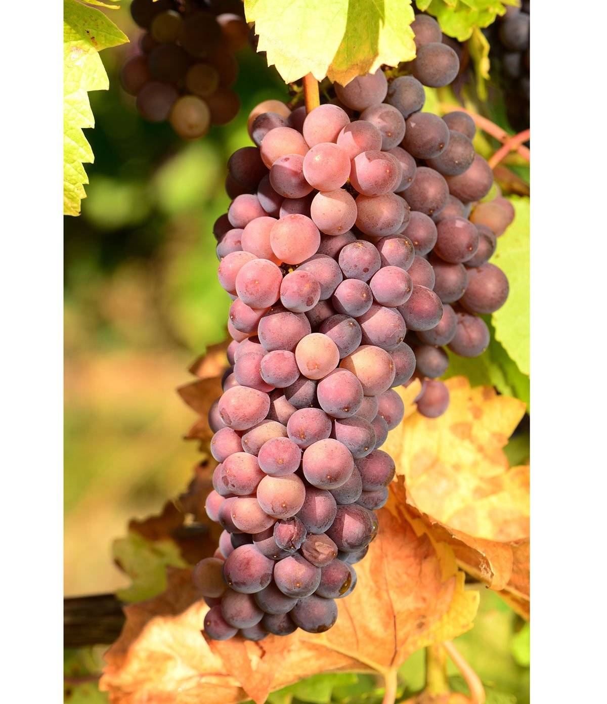 Пино гриджио: сорт винограда гри, описание и характеристика вкусовых качеств, а также особенности выращивания