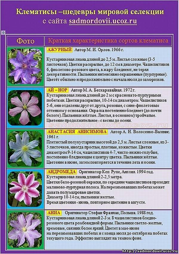 Клематисы: зимостойкие сорта, 10 самых морозоустойчивых сортов клематисов с описанием и фото