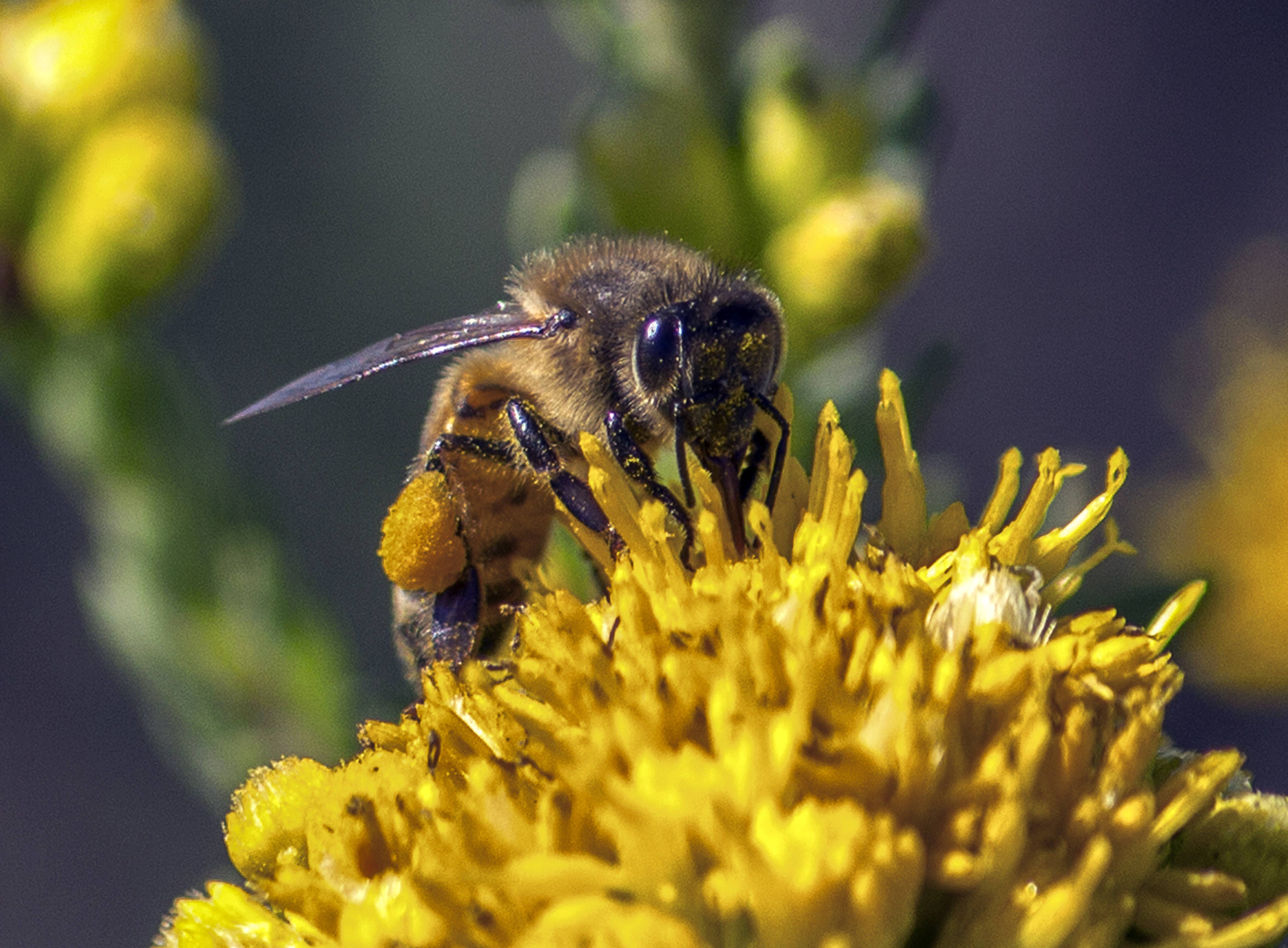 Как пчелы собирают пыльцу и делают мед: особенности, фото и видео