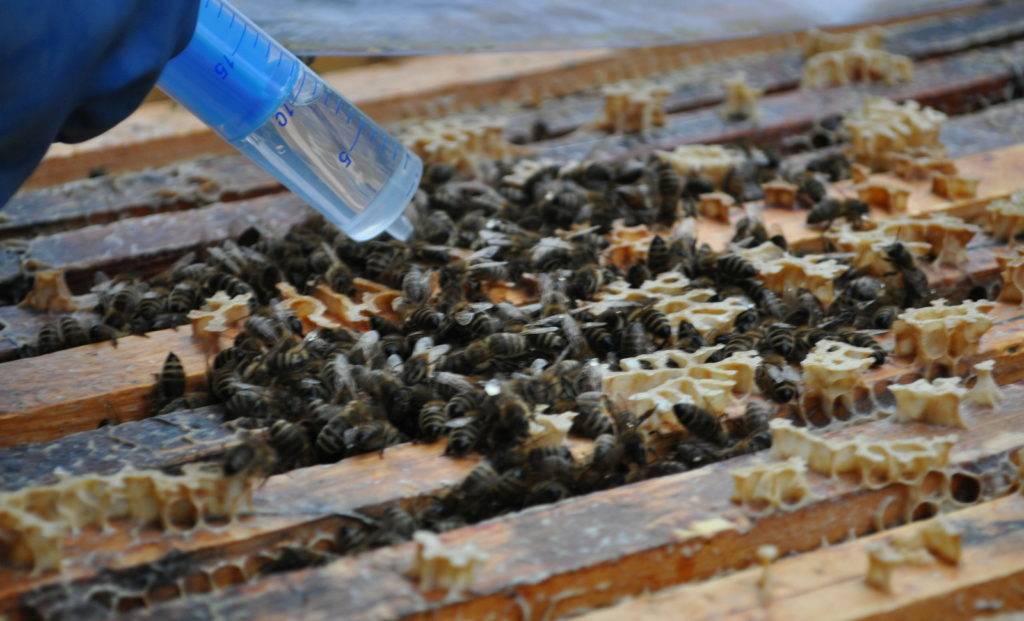 Как пчелы спасают человечество от голода | рбк тренды