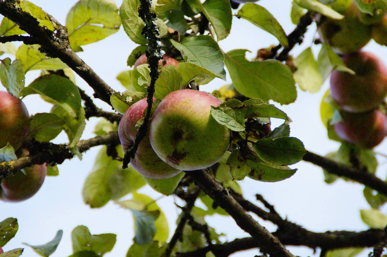 Опадают яблоки – почему, что делать и можно ли спасти дерево