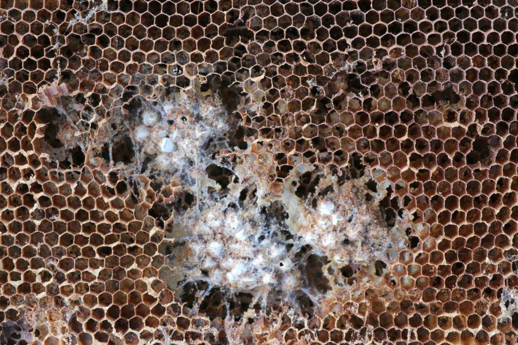Горбатый расплод у пчел: причины, что делать