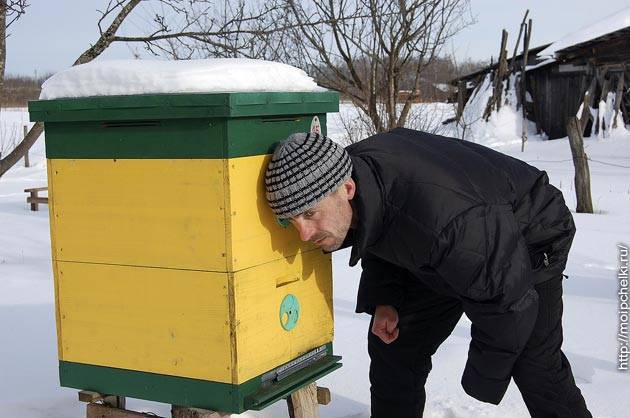 Способы зимовки пчел зимовка пчел в помещениях | начинающему пчеловоду