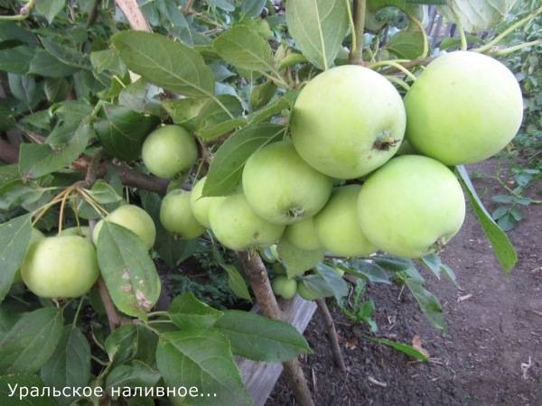 Описание сорта яблони уральское наливное: фото яблок, важные характеристики, урожайность с дерева