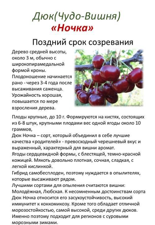 Описание сорта вишни тамарис, характеристики плодоношения и урожайность