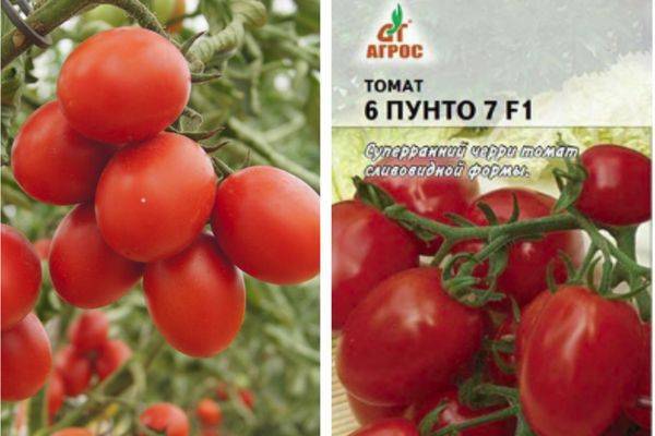 Самые сладкие томаты: актуальная подборка лучших сортов и гибридов помидоров на 2022 год