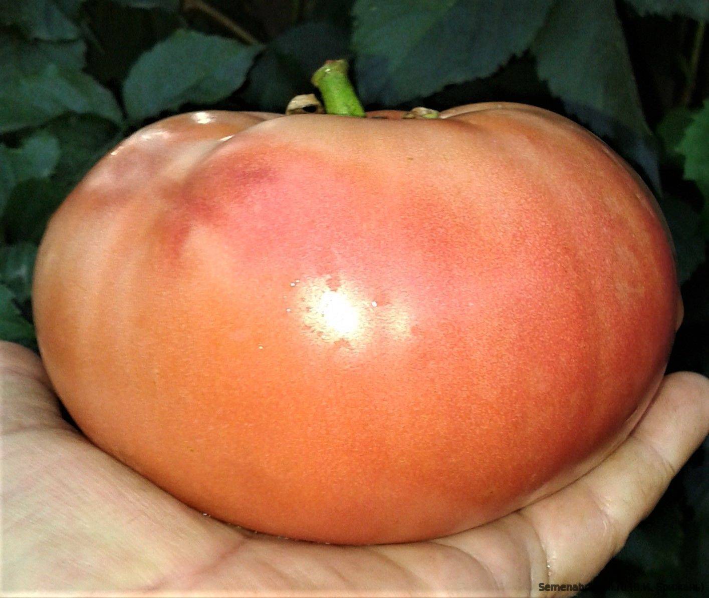 Индиго роз томаты: фото, описание, урожайность