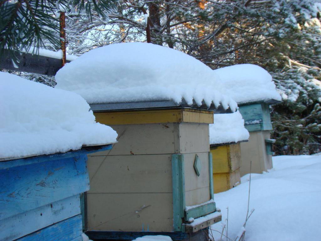 Как осуществляется зимовка пчел на улице