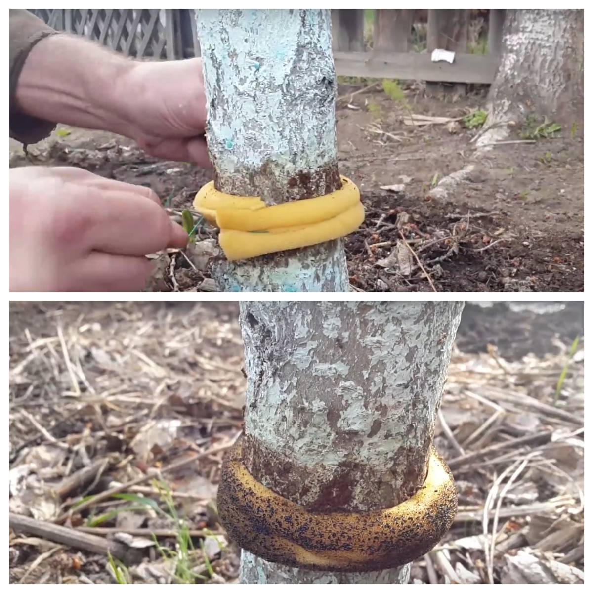 Как сделать ловчий пояс от муравьев на плодовом дереве