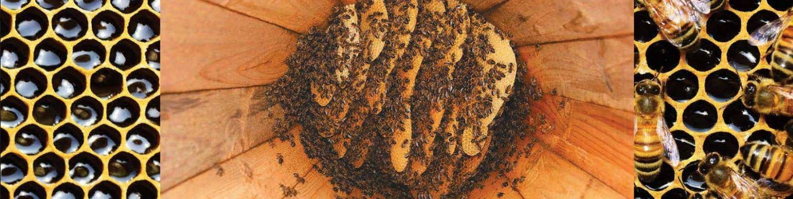 Колодное содержание пчел, колодное пчеловодство как новый взгляд