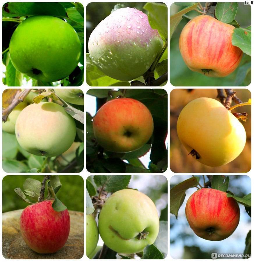 Лучшие сорта яблок: фото, названия и описания (каталог)