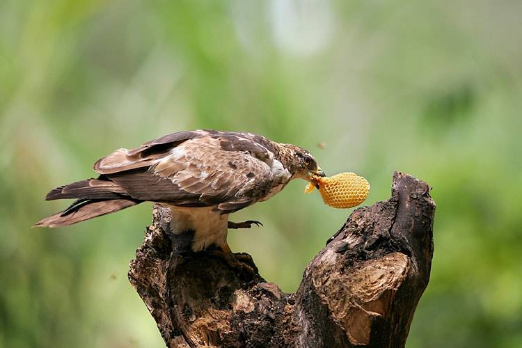 Птицы, которые едят пчел и методы борьбы с ними