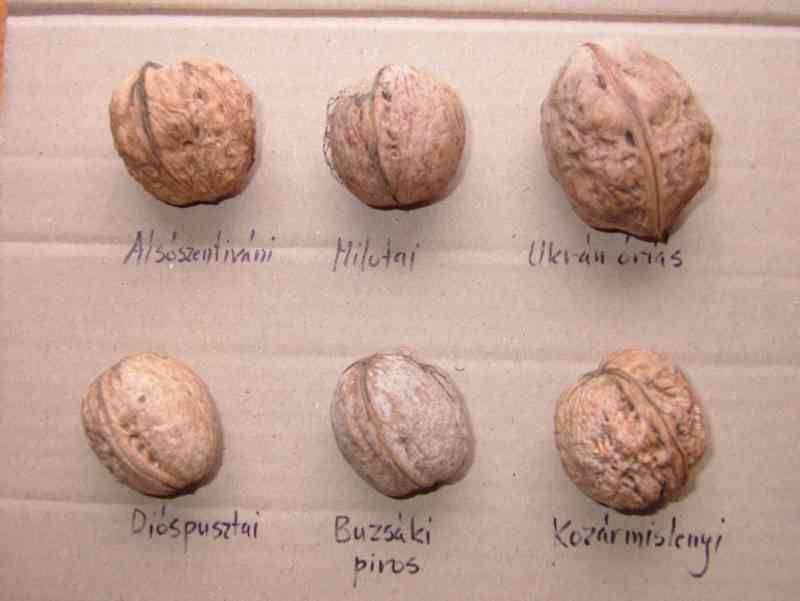 Разновидности грецкого ореха: как отличить, для средней полосы, для краснодарского края, морозостойкие сорта