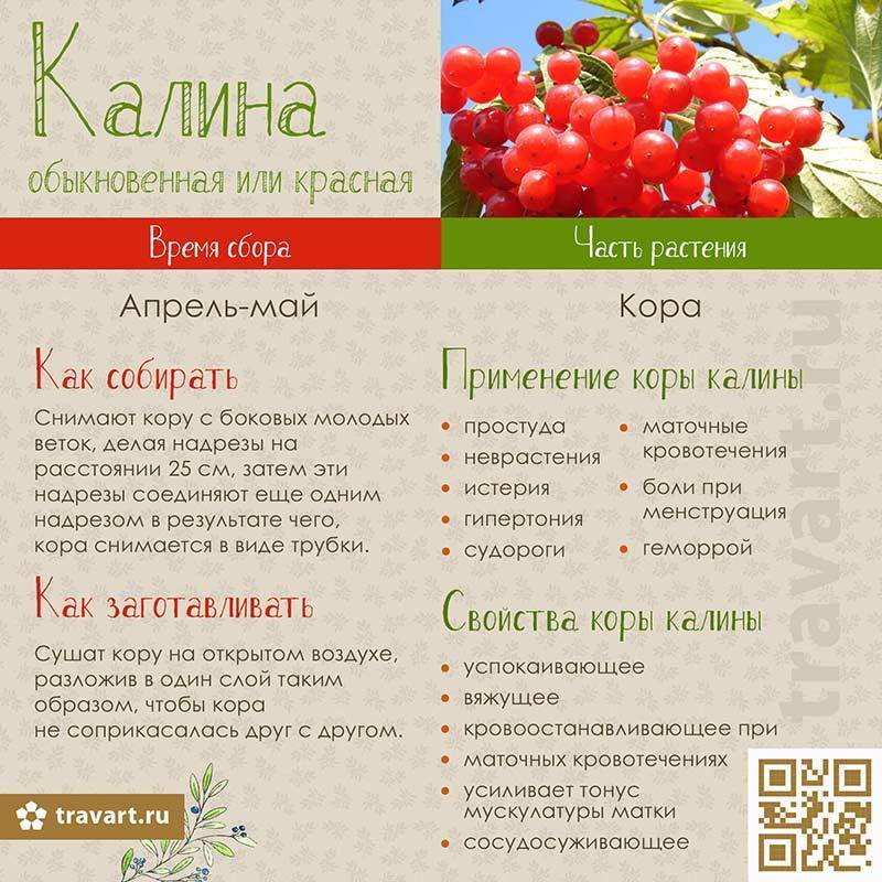 Калина: полезные рецепты на supersadovnik.ru