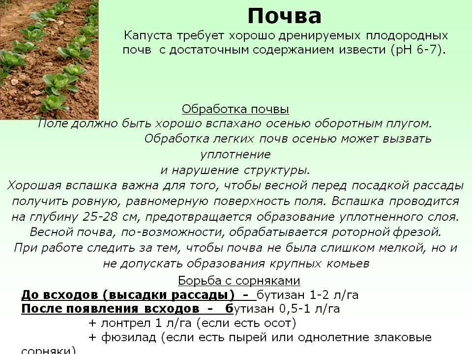 Посадка капусты в грунт рассадой – сроки, правила, советы в 2022 году на гудгрунт