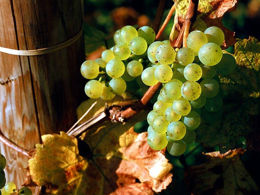 Виноград рислинг и одноименное немецкое вино, особенности сорта