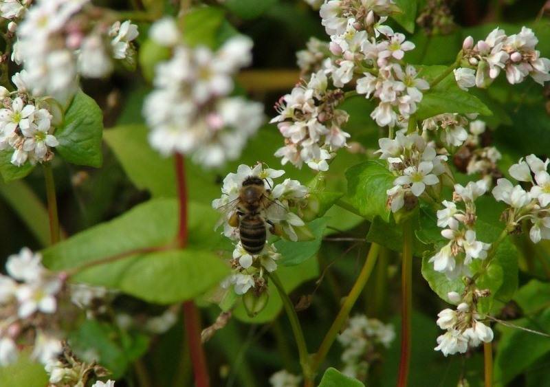 Медоносный потенциал и численность семей пчел в республике крым