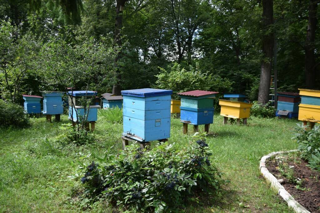 Медоносные ресурсы башкортостана | medbashkir.ru интернет-пасека пчеловодческого хозяйства "саргаев а.а."