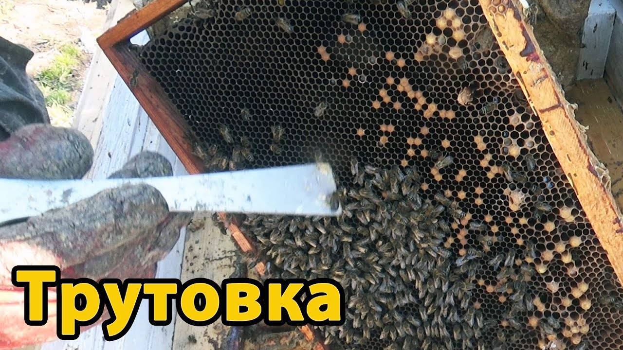 Фото матки трутовки