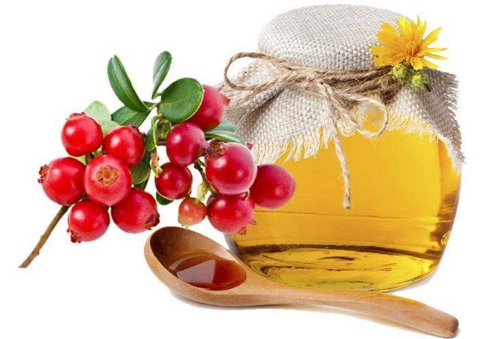 Брусника с медом: полезные свойства, рецепт и схема приема