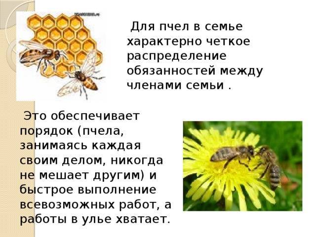 Рабочие пчелы являются кем? какого пола рабочие пчелы? состав пчелиной семьи