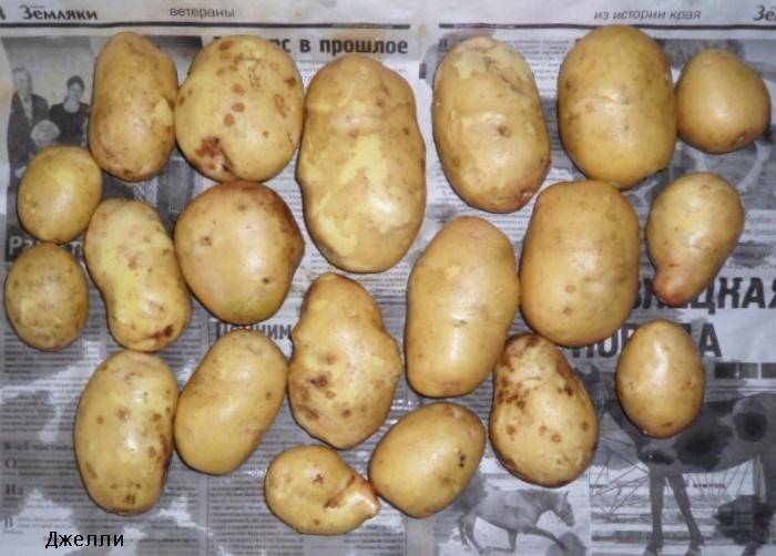 Картофель «джелли» - описание сорта
